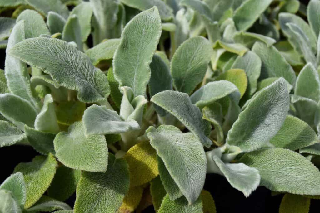 Stachys byzantina 'Silver Carpet' ---